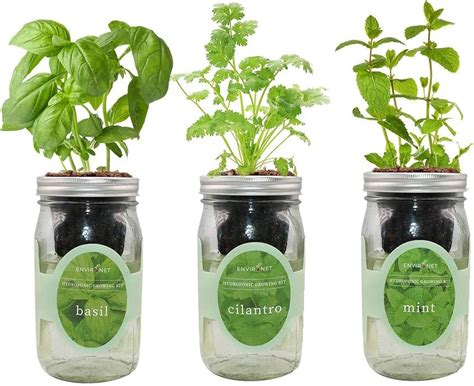 The Best Hydroponic Herb Garden Kit - Your Smart Home