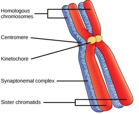 Explain the structure of chromosomes with diagrams.