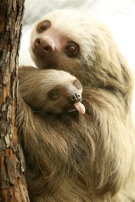 Photo of the Week: March 4 | Lincoln Park Zoo | Cute baby sloths, Animals, Cute animals