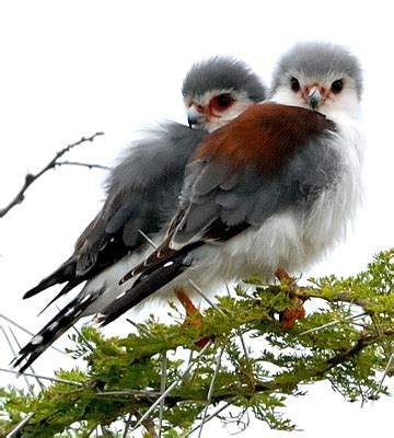 Pygmy Falcon