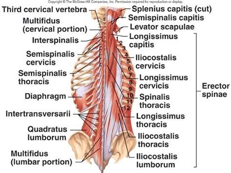 erector spinae origin and insertion - Google Search | Anatomy | Pinterest | Ribs, 14 and Muscle