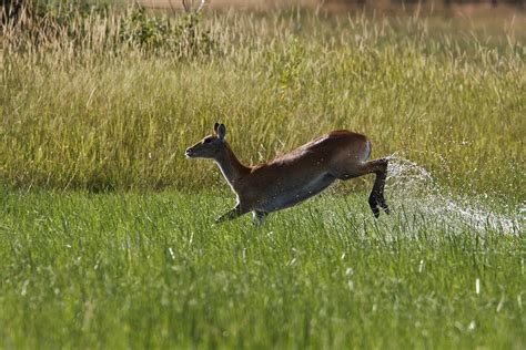 Red Lechwe Running #1 Photograph by David Hosking - Fine Art America