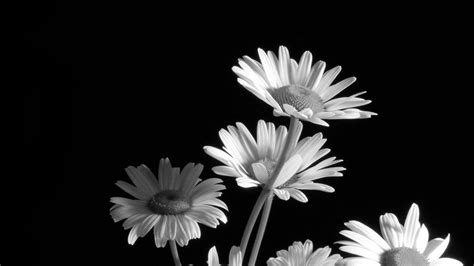 Black and White Daisy Wallpapers - Top Free Black and White Daisy ...