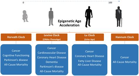 Frontiers | DNA Methylation Biomarkers in Aging and Age-Related Diseases