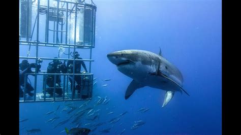 Shark Cage Diving, South Africa - YouTube