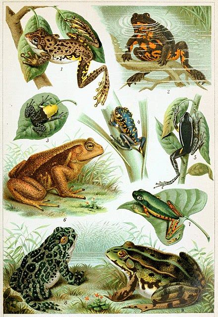 Frog - Wikipedia