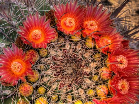 When Does a Barrel Cactus Bloom? | World of Succulents