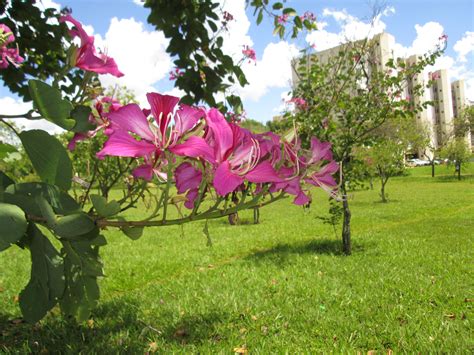 Flor do cerrado. Brasilia. | Flores do cerrado, Bioma, Fotos de flores