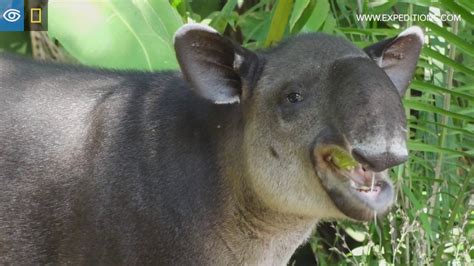 Rare Baird's Tapir Sighting | Costa Rica & Panama | Lindblad ...