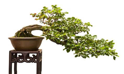 Discover The 20+ Different Types of Bonsai Trees - AZ Animals