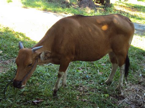 Area Peternakan: Gambaran Umum Sapi Bali