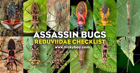 Reduviidae Checklist: Assassin Bugs - Macro Photography by Nicky Bay