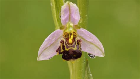 Bee orchid | The Wildlife Trusts