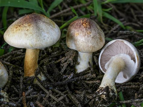 California Fungi: Agaricus semotus