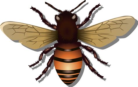 Honey Bee Vector Clipart image - Free stock photo - Public Domain photo ...