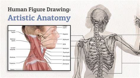 wingfox|Human Figure Drawing: Artistic Anatomy_Yiihuu.cc