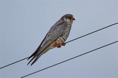 Amur Falcon – female – BirdLife eThekwini KZN