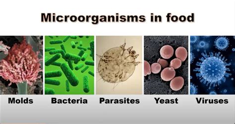 The Safety of Fermented Food – The Fermentation Association