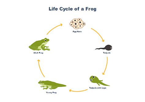 Metamorphosis: Life Cycle of Frogs and Insects