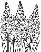 Larkspur Coloring Pages sketch template
