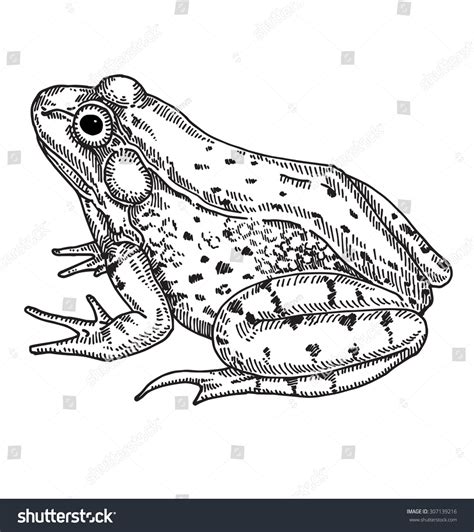 7,550 Frog Sketch Images, Stock Photos & Vectors | Shutterstock