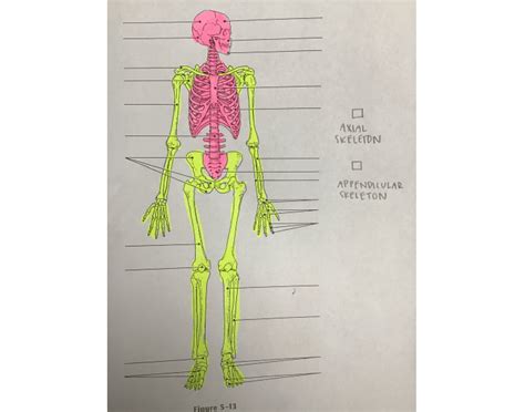 Axial/Appendicular Skeleton Quiz