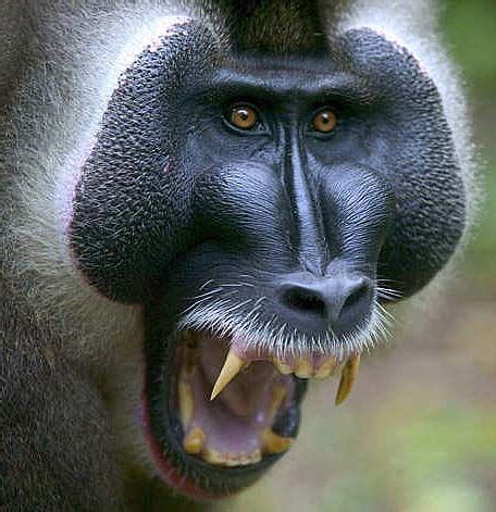 180 best Baboon/Mandrill images on Pinterest