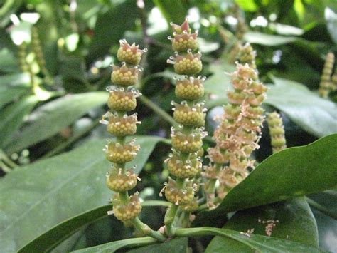 Gnetum gnemon {Gnetaceae} Melindjo - Male Specimen