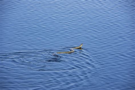 Water Snakes - Animals Around The Globe