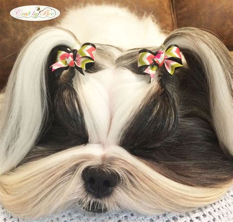 Cute Dog Bows | Hair styles, Hair wrap, Dog bows