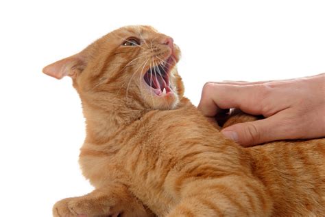 Cat aggression during petting? | Paws In Training