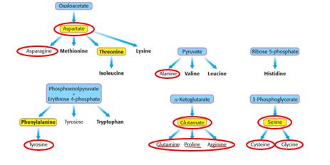 Biochemistry 2: Synthesis of Non-Essential Amino Acids (Lecture 9) Flashcards | Quizlet