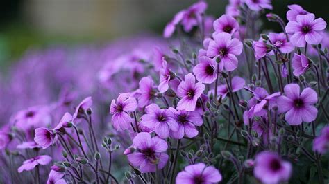 紫色の花ゼラニウム観賞用顕花植物デスクトップPcノートパソコンとモバイル1920 x 1080のHd壁紙、 HDデスクトップの壁紙 ...