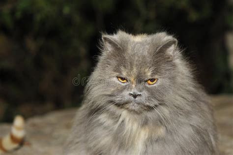 Angry Cat stock photo. Image of eyes, animal, fluffy - 42425850