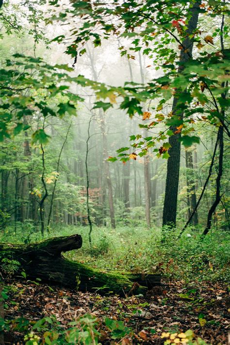 Beware the Woods At Night – Dave Lawrence Photography