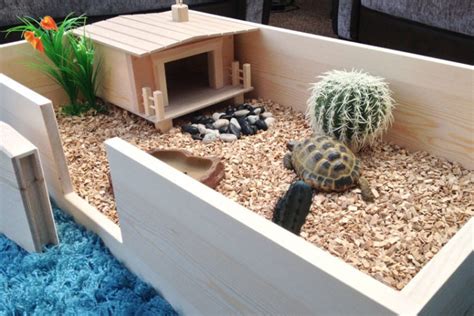 How To Care For A Pet Tortoise | Pet Tortoise Care At Home