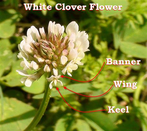 Interesting Clover Flower Fact And A Special Clover Necklace