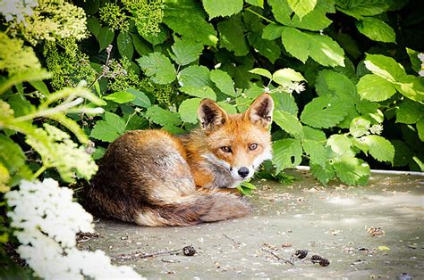 What Would London Be Like Without Foxes? | Londonist