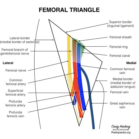 Xi: Anatomy of the femoral vein – Jenny's Jam Jar