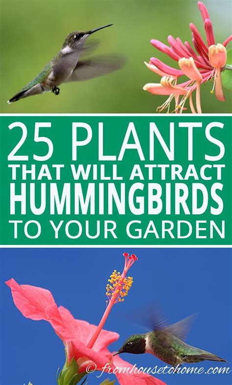 Hummingbird Plants: 25+ Of The Best Flowers That Attract Hummingbirds ...