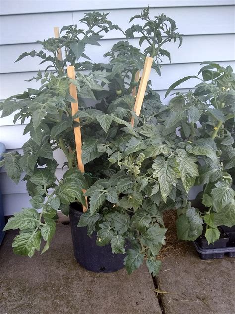 Husky Red Patio Tomato – Domann's Plants