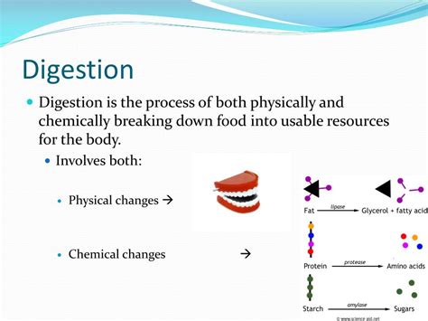 PPT - Chemistry of Digestion PowerPoint Presentation, free download - ID:2215177