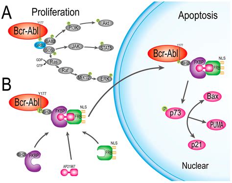 IJMS | Free Full-Text | Blockade of Y177 and Nuclear Translocation of Bcr-Abl Inhibits ...