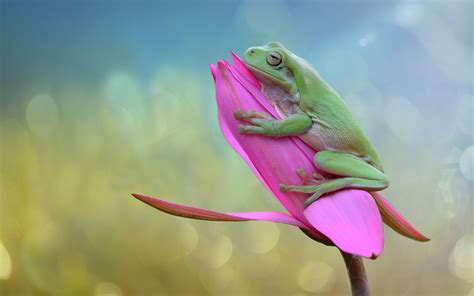 Green Frog Wallpapers - Top Free Green Frog Backgrounds - WallpaperAccess