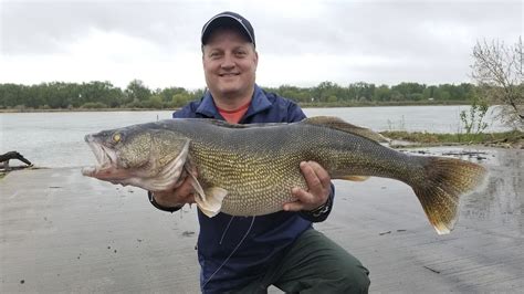 Whopper Walleye Breaks North Dakota's Longest-standing Fish Record F1D