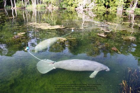 Monitoring Manatee Habitat | Land Imaging Report Site