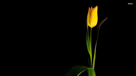 Yellow Tulip Wide Desktop Background wallpapers HD free - 520008 | Yellow tulips, Desktop ...