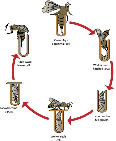 The Wasp Life Cycle - NBC Environment