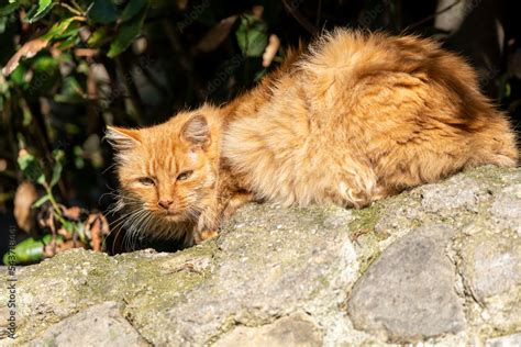 Chat roux Stock Photo | Adobe Stock