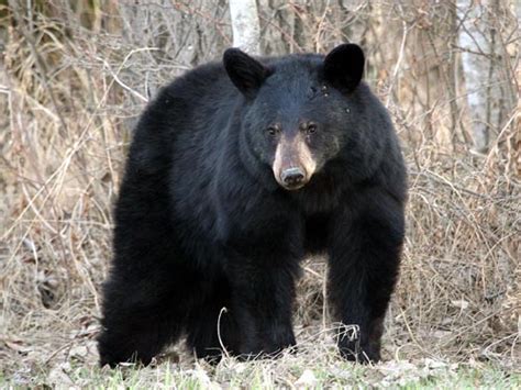 All About Animal Wildlife: American Black bear Info and Photos